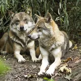 Profile picture of Corvis the Wolf